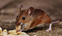 24 Hour & Emergency Exterminators in Riverdale, MD